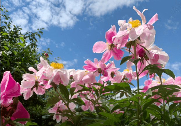 Bal des pivoines