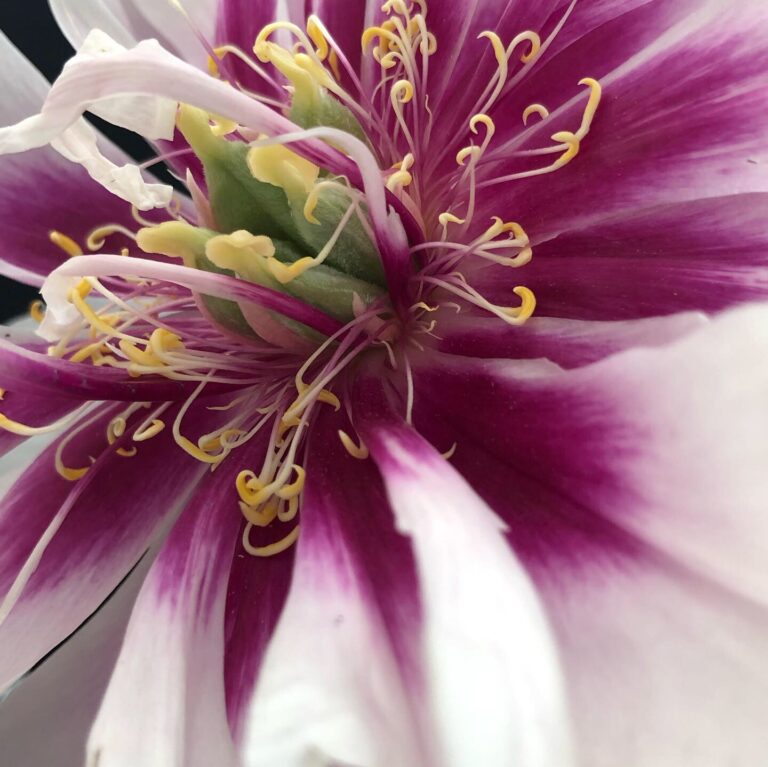 Grand Bal des Pivoines