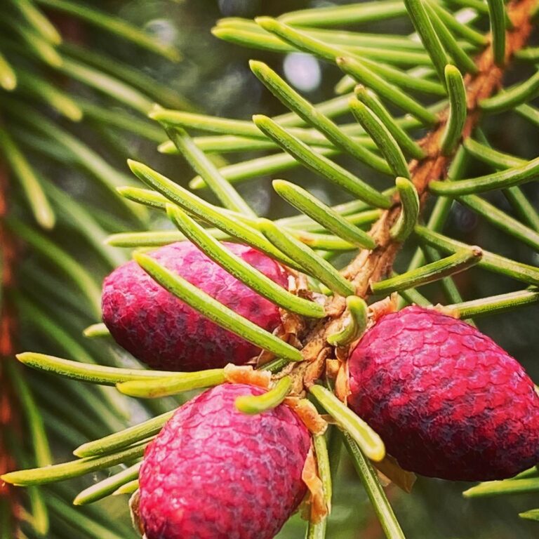 TOP 10: les plus beaux jardins du Québec