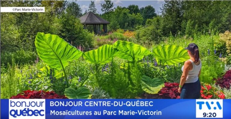 Chronique de Salut Bonjour