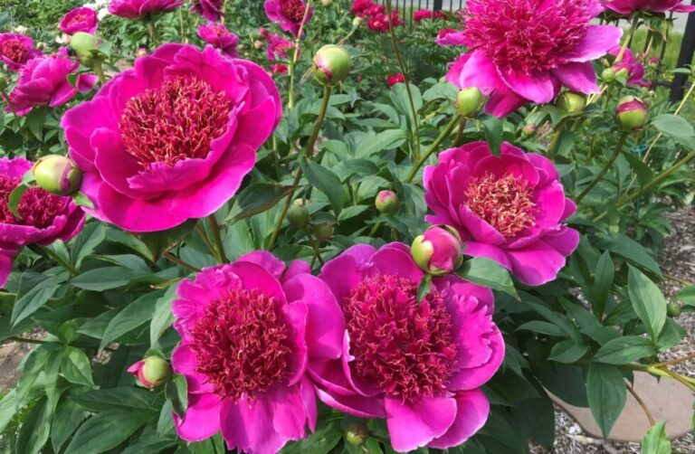 Les aléas d’un hybrideur