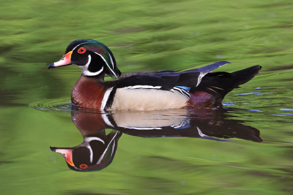Canard branchu Canard branchu