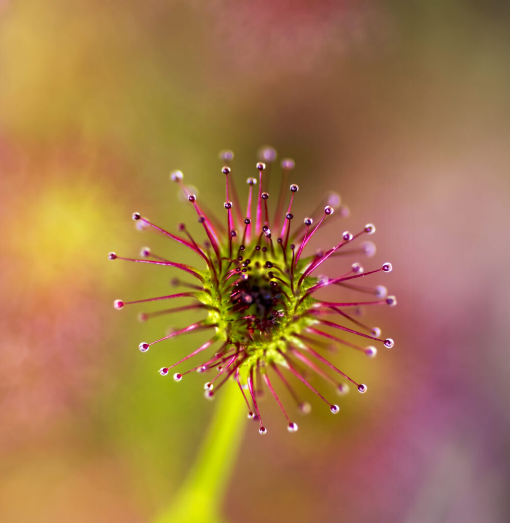 DROSERA DROSERA