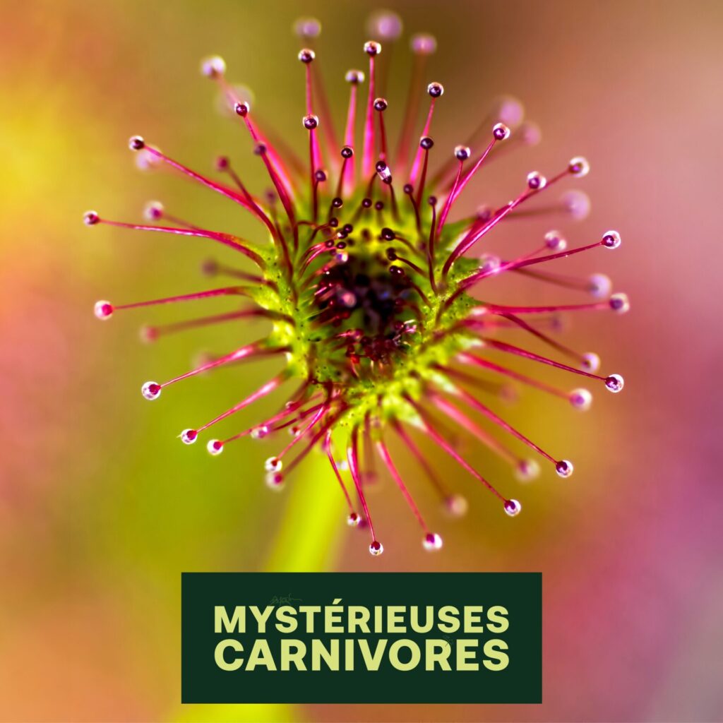 Mysterieuses carnivores Mysterieuses carnivores