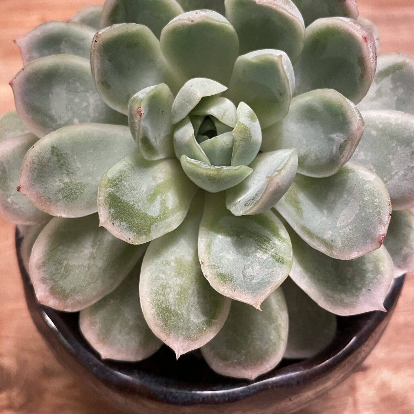 IMG 5728 edited Plante succulente en pot