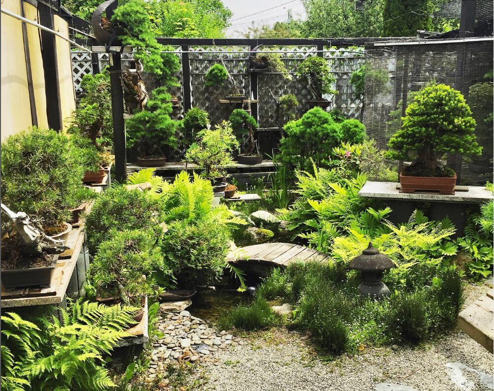 Jardin Bonsai Jardin Bonsai