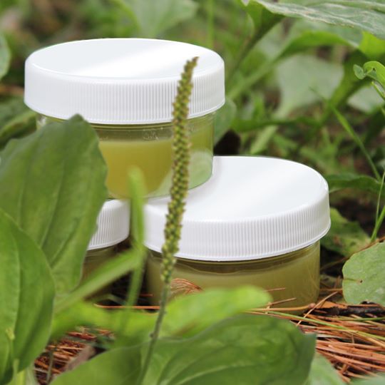 PMV Onguent de plantain PMV Onguent de plantain