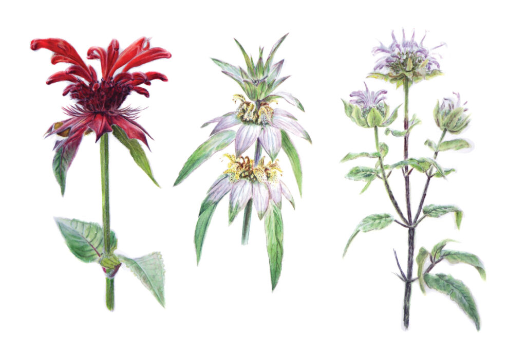 10.monardes web 1
